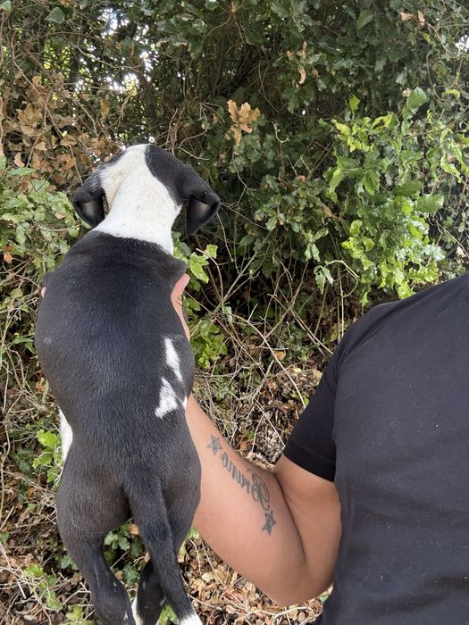 American staffordshire terrier femea