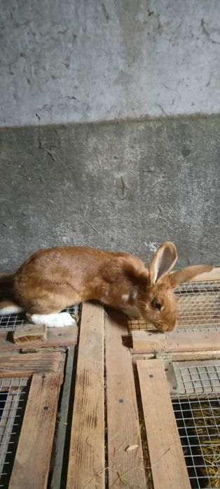 Sprzedam króliki