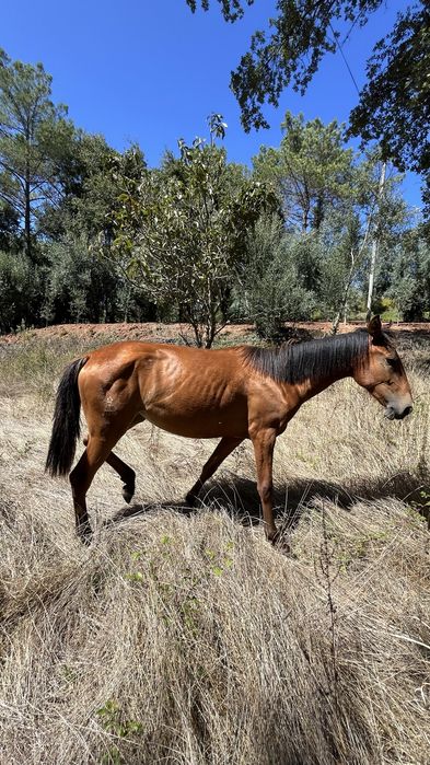 Egua puro sangue lusitano 1 ano