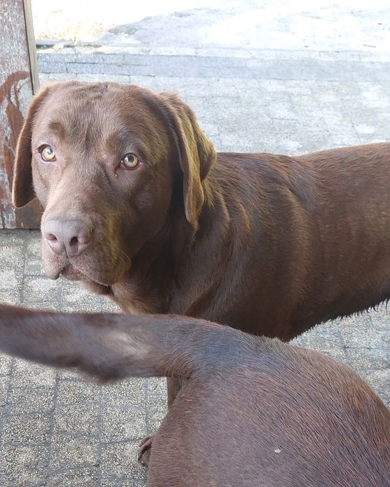 Labrador Retriever PIES