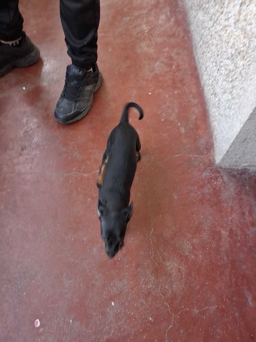 Animais cao pincher