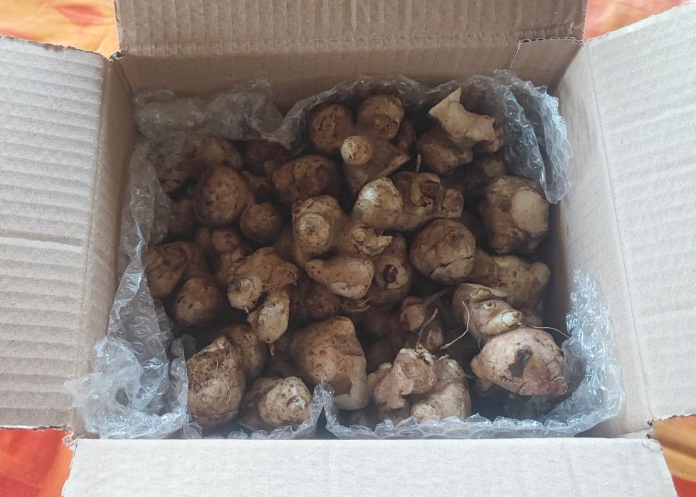 Rizomas de Batata Yacon – Prontos a Plantar