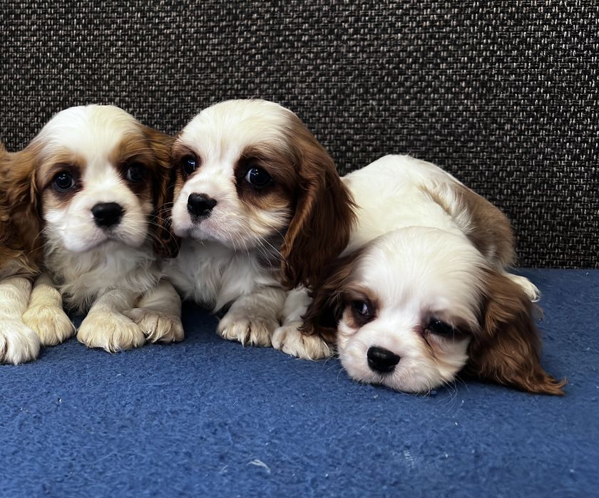 Cavalier king spaniel piesek
