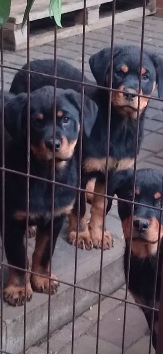 Продаются Чистокровные щенки Ротвейлеры