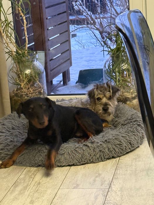 Młody terier Gamoń