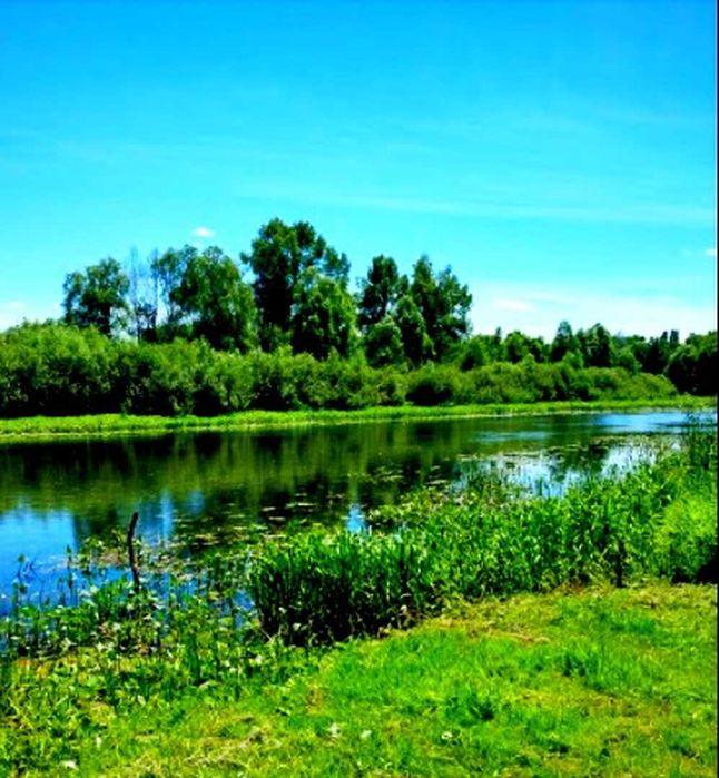 TO Земельна ділянка 12 соток на березі ріки Снов