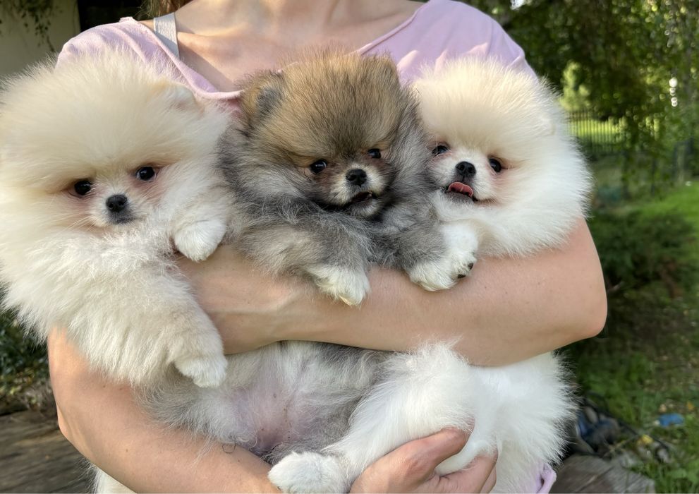 Suczka Szpic miniaturowy Pomeranian