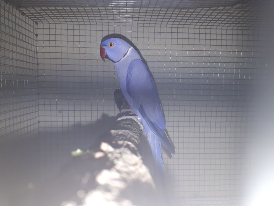 Ring necks criar à mão