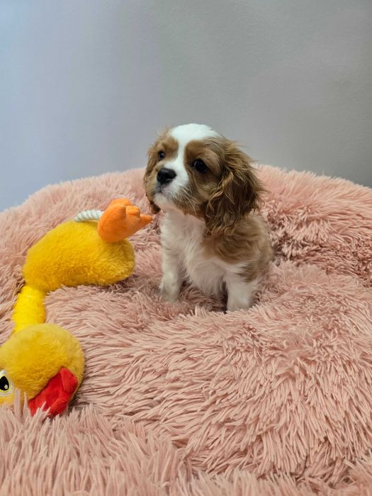 Cavalier king charles spaniel ,ZKwP FCI- piesek