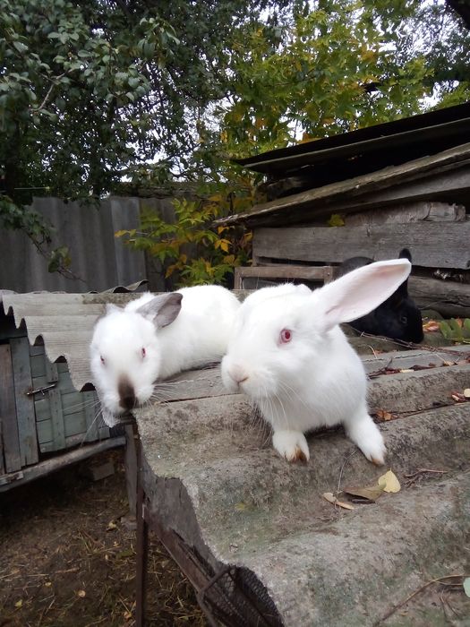 Продам молодих кроліков