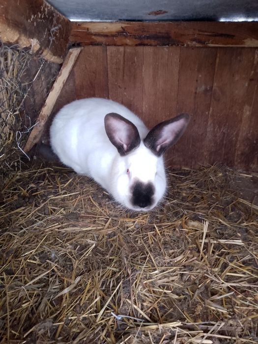 Продам кроликів Каліфорнія