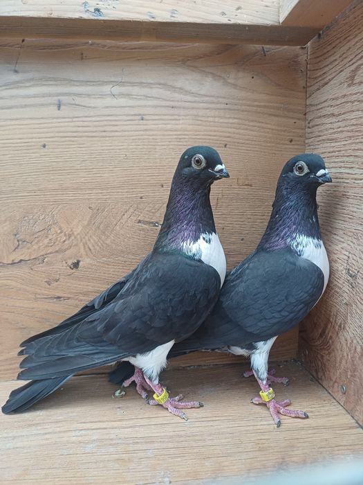 Gołebie Czajki wiedeńskie ozdobne