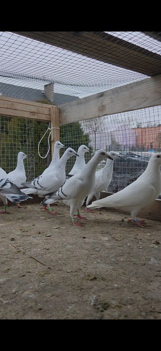 Srebrniaki szarolote samcem samice