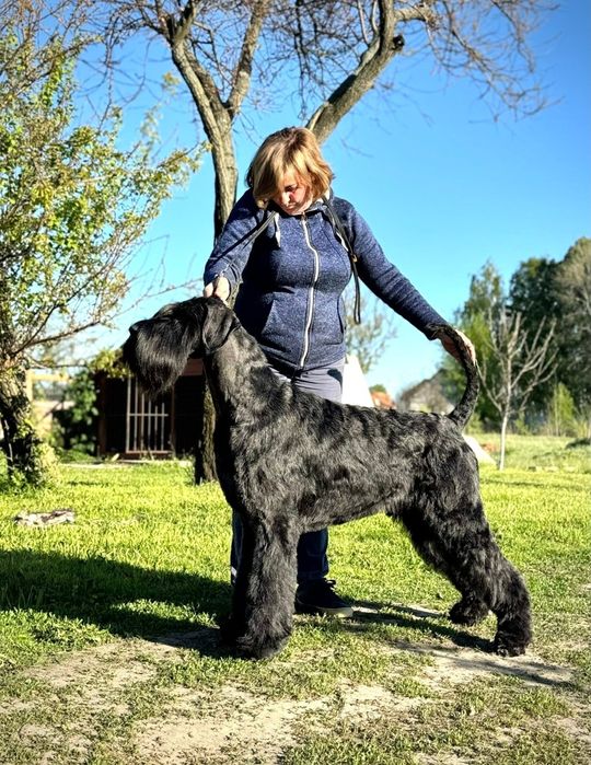 Резерв щенка ризеншнауцера