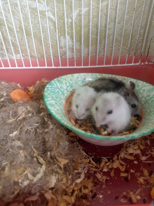 Джунгарские хомячки