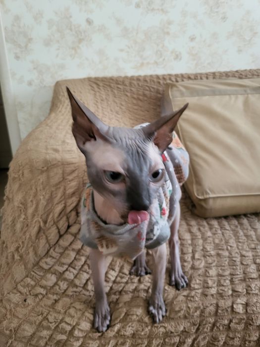 Котик Федір шукає дівчинку для  продовження роду.