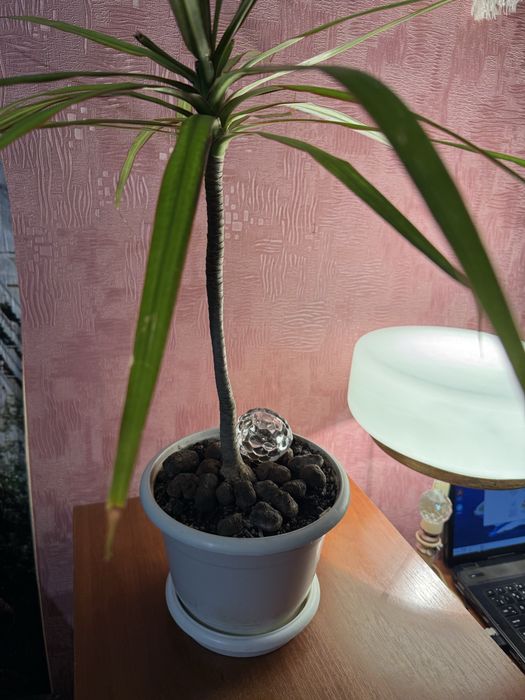 Продам фикус драцена