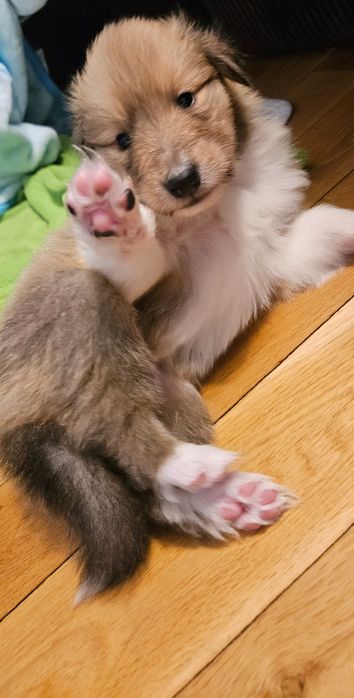 Owczarek szkocki długowłosy