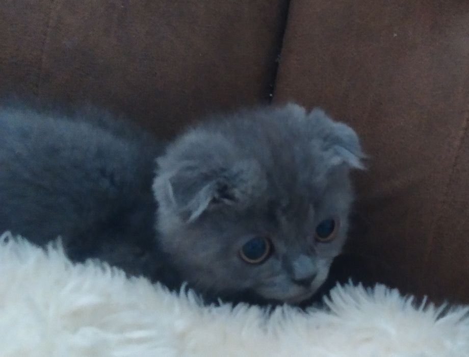 Віслоухий красень