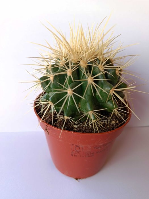 Cacto Echinocactos Grussoni