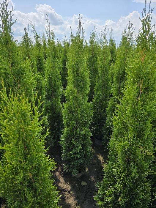 Tuja Smaragd 120 cm Dostawa gratis tuje 100 brabant szmaragd Rypin