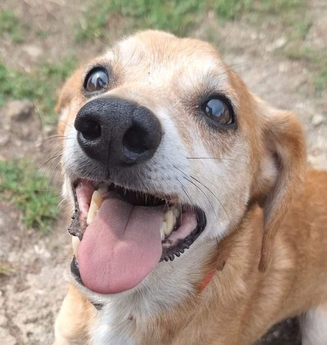 Bursztynek, radosne słoneczko do pokochania !