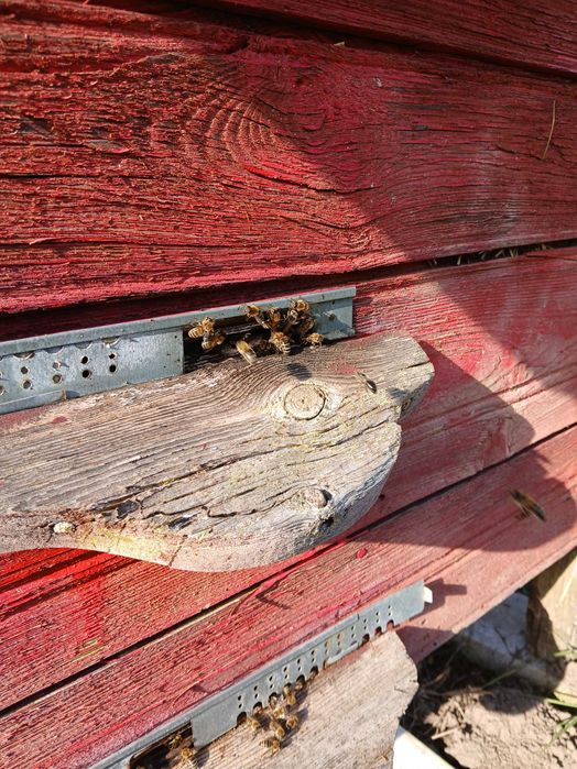 ul z rodziną pszczelą "warszawski "