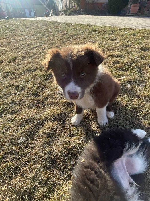 Szczeniak Border Collie (czekoladowy) Suczka