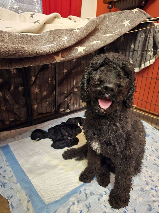 Hiszpański pies dowodny- piesek