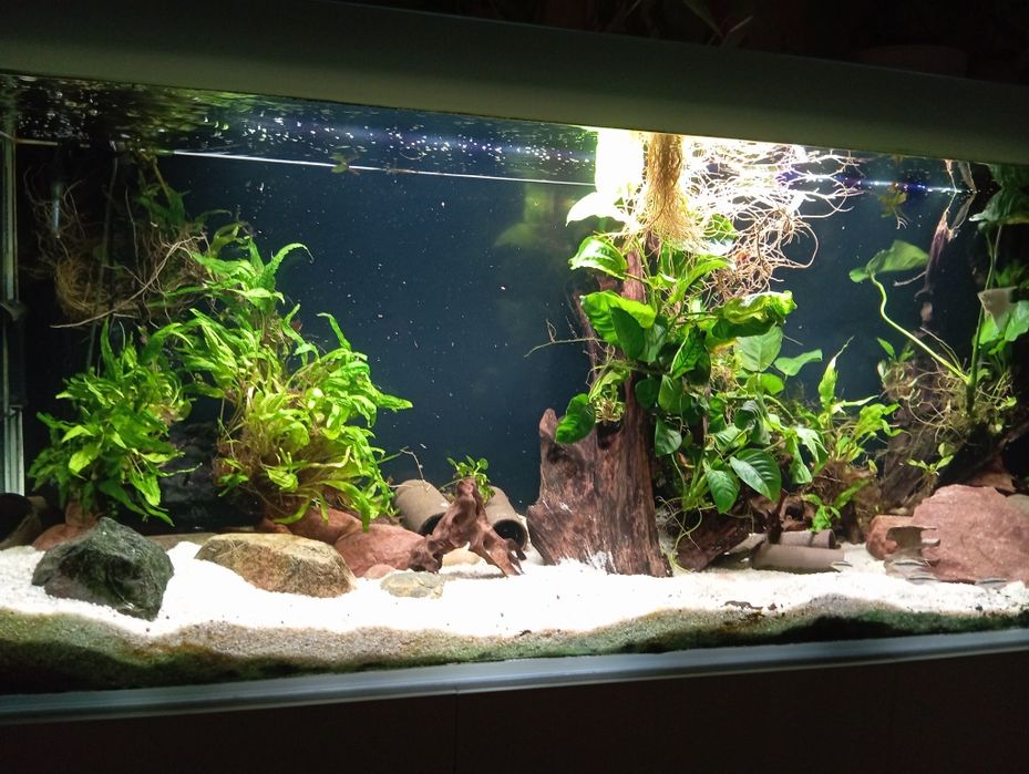 Akwarium Aquael glossy 405l