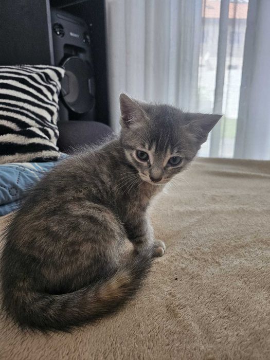 Adoção Responsável de Gatinhas Bebés