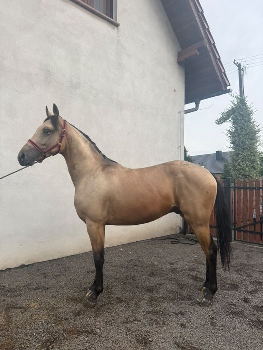 Bułany Wałach na sprzedaż (144cm)
