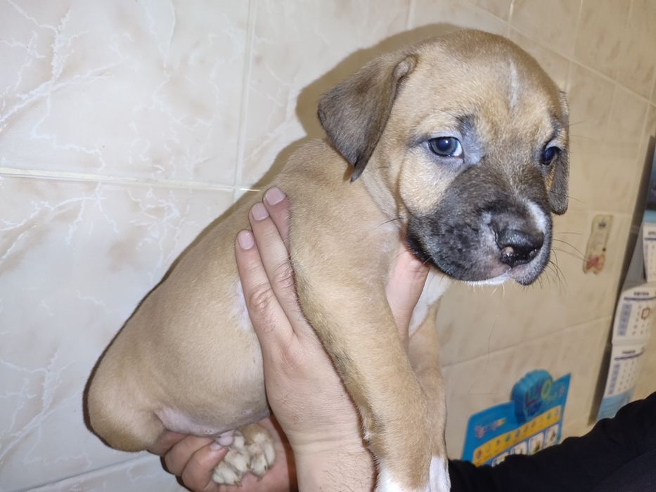 Щенки амстаф. Родились: 27.02.2026