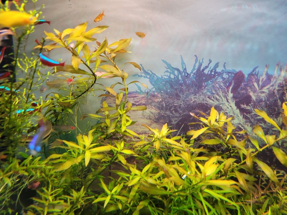 Roślina akwariowa Polysperma- nadwodka