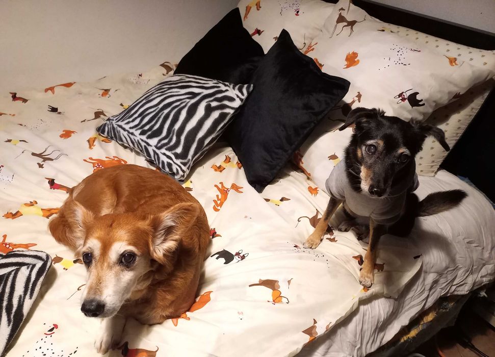 Estadia familiar para cães