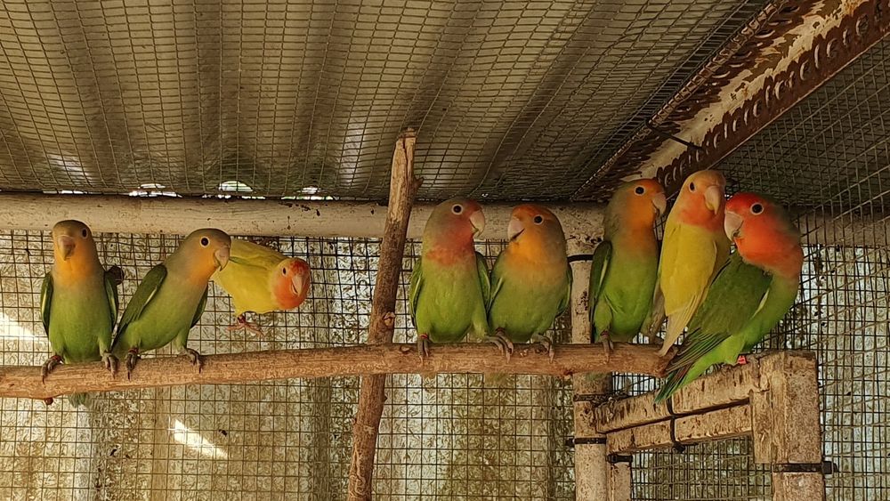 Agapornis roseicollis - Com sexagem e documentação