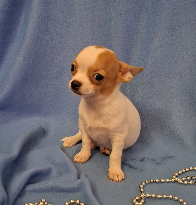 Śliczny piesek Chihuahua