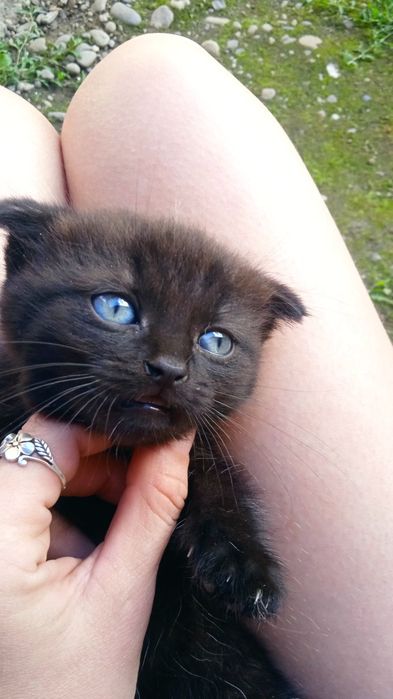 Весловухі кошенята