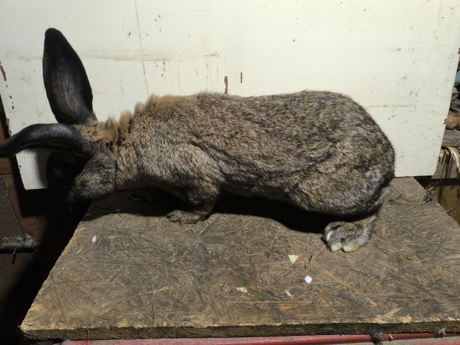 Sprzedam samca królika