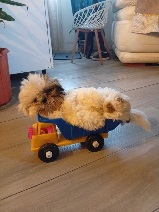 Chitzu cão super meigo