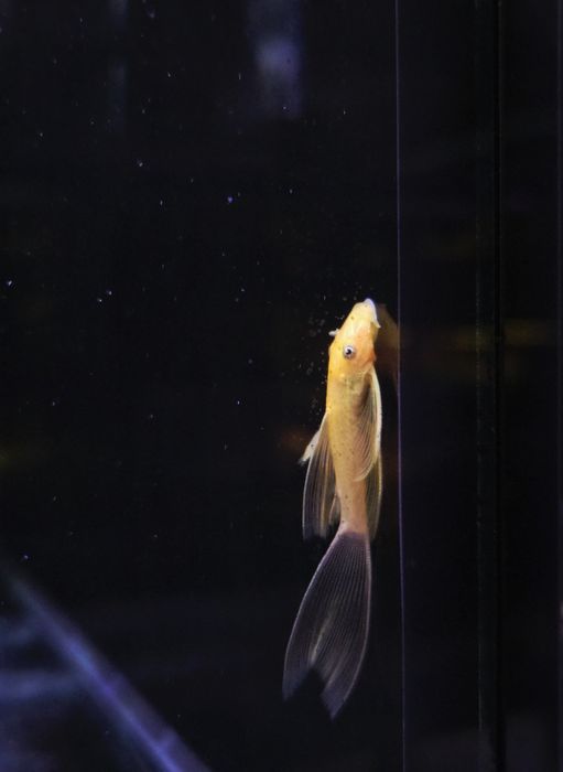 Zbrojnik L144 long fin gold (weloniasty)