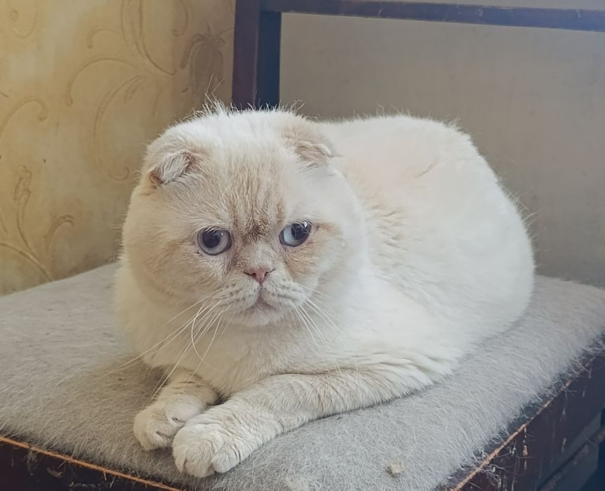 Шотландский скоттиш фолд Гуччи