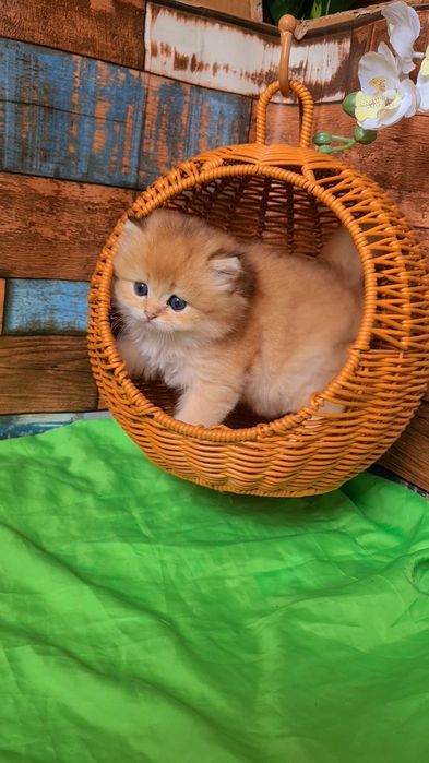 Супер малышата MILASHKI_KITTENS.  Ручные котята золотая шиншилла.