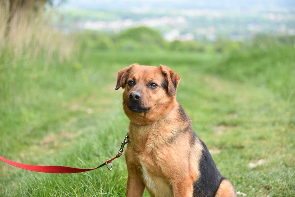 Gryzak - psiak po przejściach do adopcji