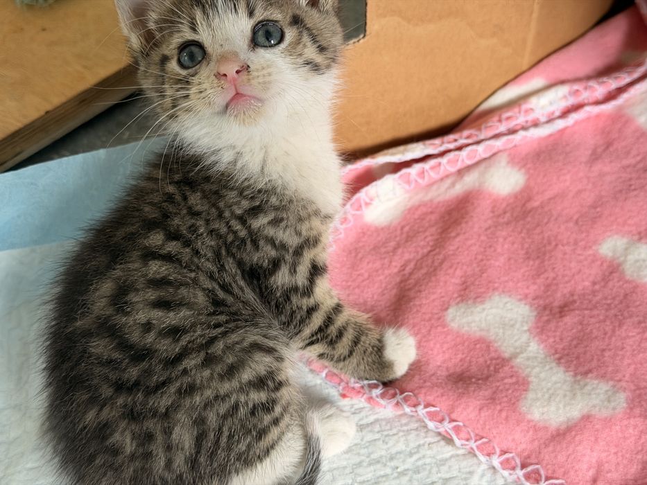 Kocięta do adopcji