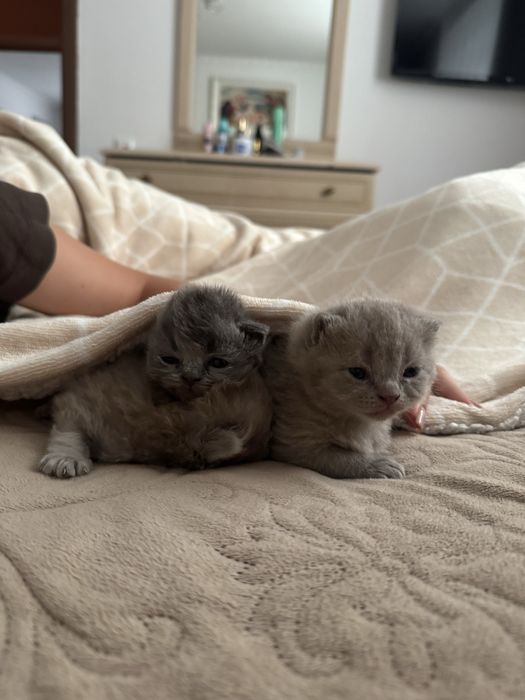 Кошенята шотландські