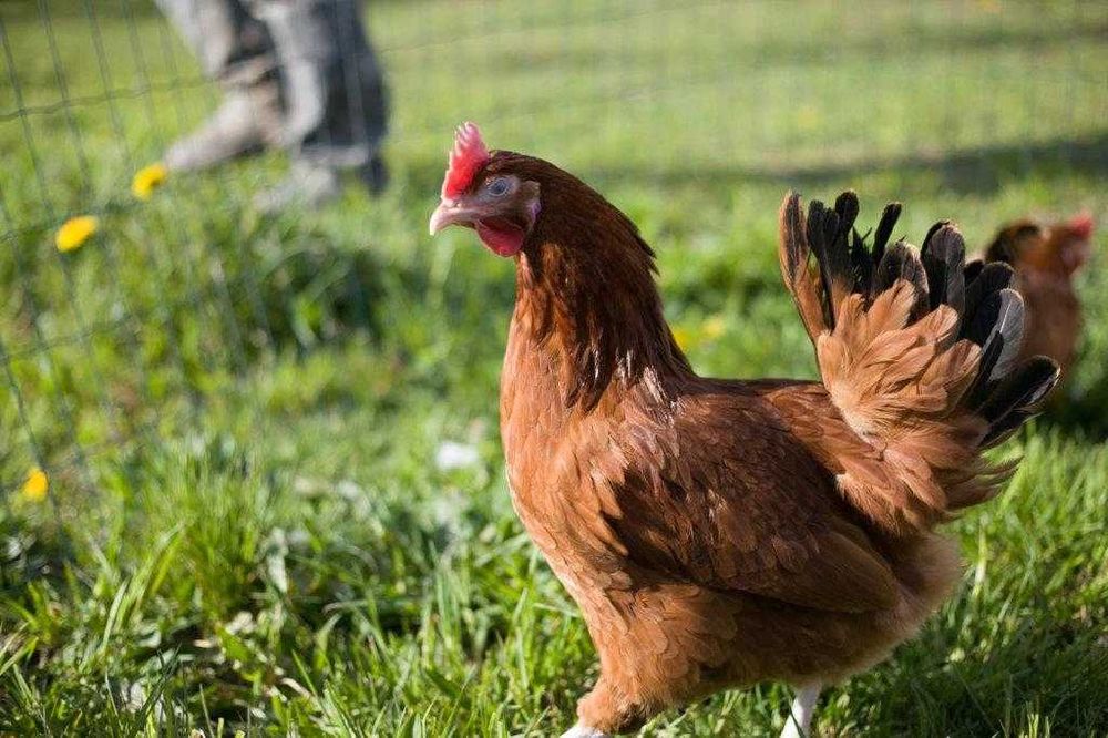 Kury kokoszki nioski Rosa brązowa na wybieg odchowana dowóz Gratis