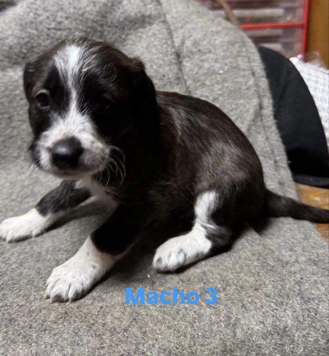 Vendo Cocker Spaniel