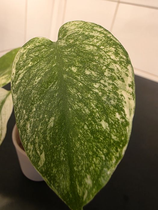 Monstera Mint variegata