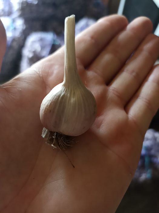 Продам часник любаша